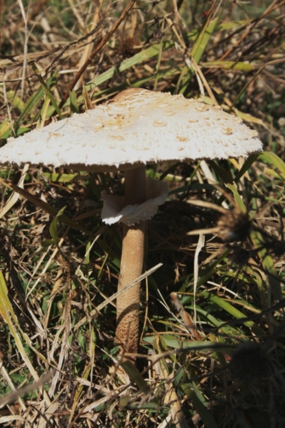 Macrolepiota procera